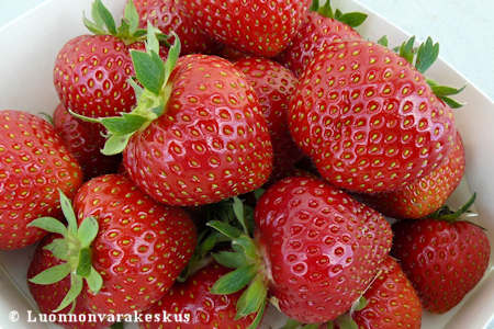 Fragaria ananassa 'Maiju'